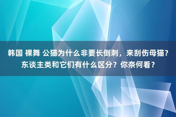 韩国 裸舞 公猫为什么非要长倒刺，来刮伤母猫？东谈主类和它们有什么区分？你奈何看？